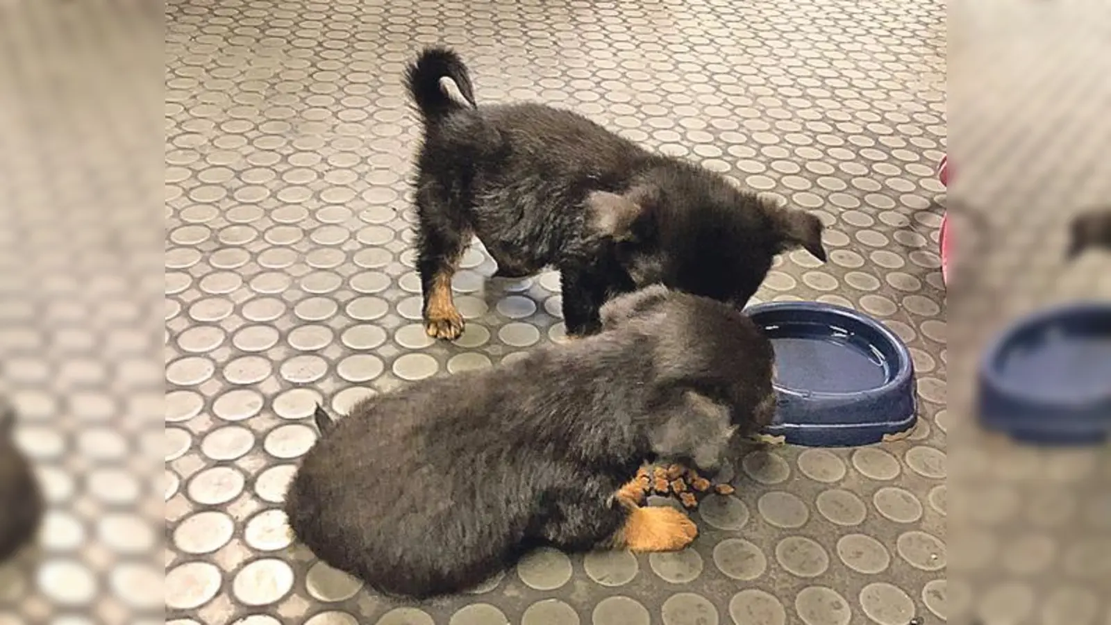 Illegale  (Foto: Die Hundewelpen waren nicht geimpft worden. Sie mussten ins Tierheim. 	Foto Polizei)