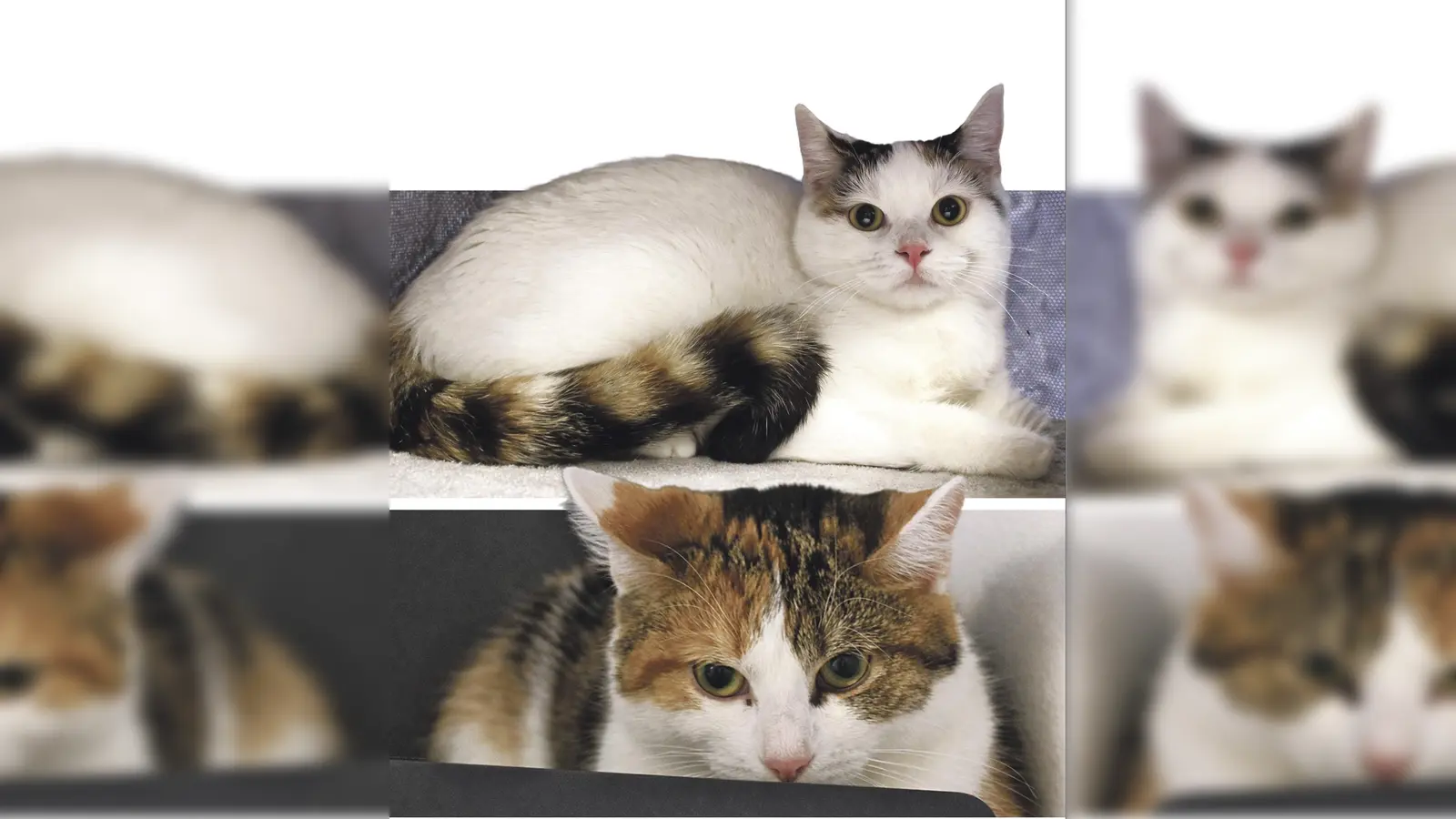 Lele und Lydia. (Foto: Tierheim Riem)