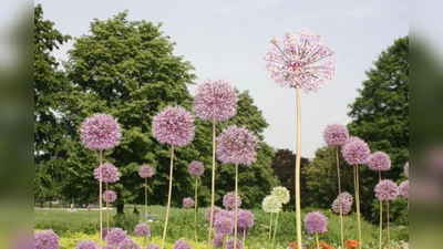 Durch den Westpark schlendern und ein ganz besonderers Gartenbuch anhören: Mathilde Westend macht's möglich. (Foto: job/ Archiv)