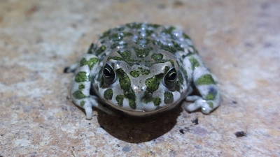 Hat es sich auf städtischem Grund in Allach gemütlich gemacht: die Wechselkröte. (Foto: Peter Ziegler)