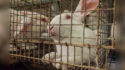 Als Haustier geliebt: Kaninchen leiden für den menschlichen Osterbrauch. (Foto: CIWF - Compassion in World Farming)