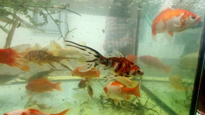 Getauscht werden dürfen solch muntere Teichfische und noch vieles mehr. (Foto: Huber)
