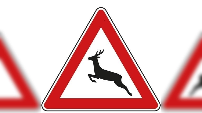 Besonders abends und in den Morgenstunden können Wild und Kraftfahrer aufeinander teffen.  (Foto: hw)