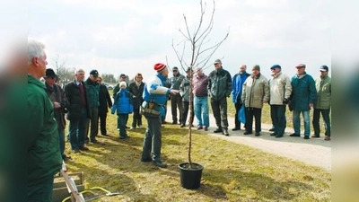 Beim Kurs des Gartenbauvereins Allach-Untermenzing gab es nützliche Tipps rund um Obstbaumschnitt und -veredelung. (Foto: Bettina Pohl)