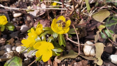 Der Bezirk Oberbayern möchte das Engagement oberbayerischer Kommunen für eine bienen- und insektenfreundliche Umwelt würdigen. (Foto: std)