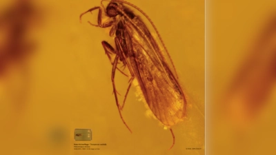 Netz-Köcherfliege, eingschlossen vor langer Zeit in Bernstein, aufgenommen mit modernster digitaler Mikroskoptechnik: Die Fliege ist eigentlich nur 5 mm lang. (Foto: Michaela Leis)