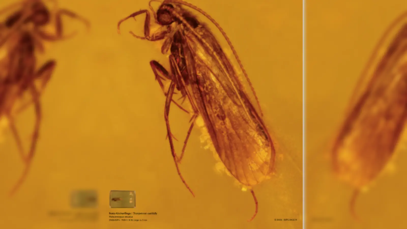 Netz-Köcherfliege, eingschlossen vor langer Zeit in Bernstein, aufgenommen mit modernster digitaler Mikroskoptechnik: Die Fliege ist eigentlich nur 5 mm lang. (Foto: Michaela Leis)
