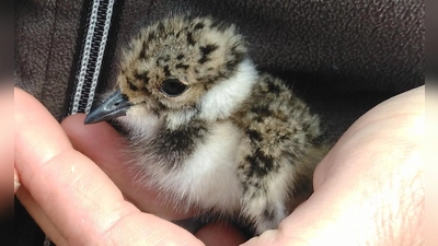Ein Überleben der Kiebitz-Pulli im Aubachtal ist derzeit kaum möglich. (Foto: Tobias Gentz)