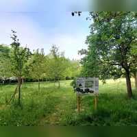 Am Michaelianger wächst auf einer Fläche von fast 2000 Quadratmetern ein urbaner Waldgarten heran. (Foto: bas)