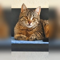 Mampfbert ist ein Europäisch Kurzhaar Kater. (Foto: Tierheim Riem)