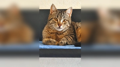 Mampfbert ist ein Europäisch Kurzhaar Kater. (Foto: Tierheim Riem)