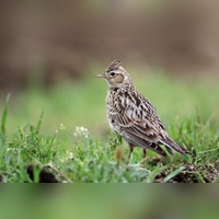 Bei einer Wanderung durch die Langwieder Heide erkundet man gemeinsam die Vielfalt der Vogelwelt. Dort brütet im Sommer auch die Feldlerche. (Foto: Frank Derer, LBV Bildarchiv)