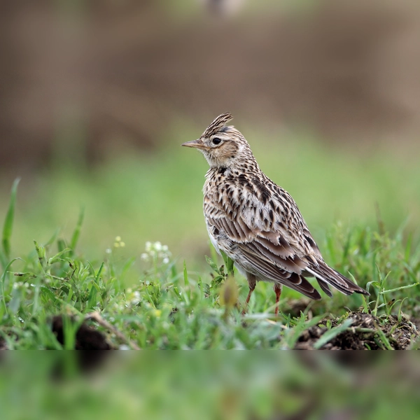 Bei einer Wanderung durch die Langwieder Heide erkundet man gemeinsam die Vielfalt der Vogelwelt. Dort brütet im Sommer auch die Feldlerche. (Foto: Frank Derer, LBV Bildarchiv)