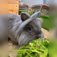 Löwenköpfchen-Kaninchen Manny. (Foto: Tierheim Riem)