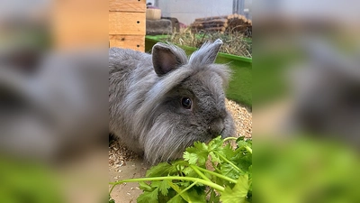 Löwenköpfchen-Kaninchen Manny. (Foto: Tierheim Riem)