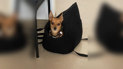 Der kleine Chihuahua-Mix wurde nach seiner S-Bahn-Fahrt  von einer Polizistin aufgenommen. (Foto: PI)