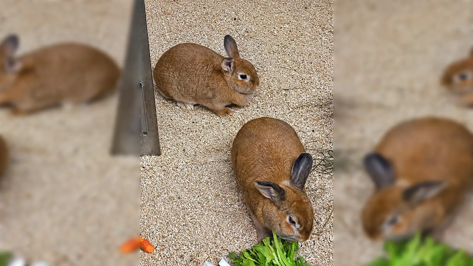Unsere beiden Zwergkaninchen Summer und Morti. (Foto: Tierheim Riem)
