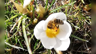 Krokusse und andere Blumen bieten Bestäubern wie Bienen eine wichtige Nahrungsquelle. (Foto: Anja Kiemle)
