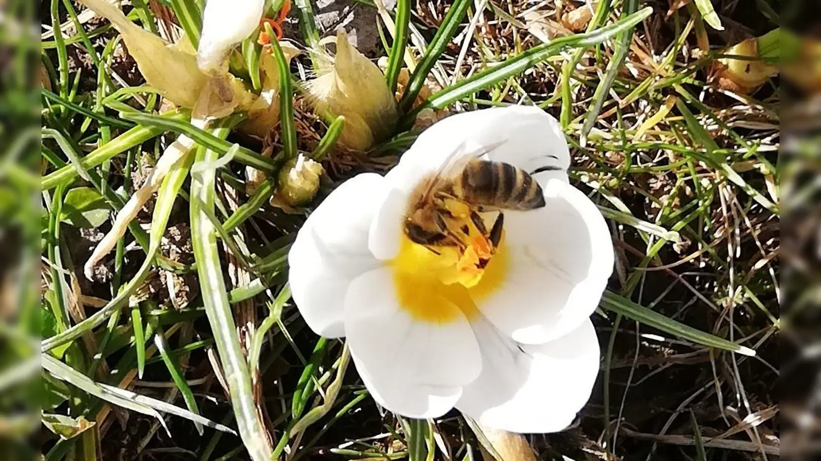 Krokusse und andere Blumen bieten Bestäubern wie Bienen eine wichtige Nahrungsquelle. (Foto: Anja Kiemle)