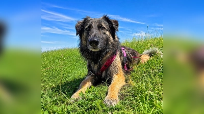 Ela, unser Colli-Schäferhund Mix. (Foto: Tierheim Riem)