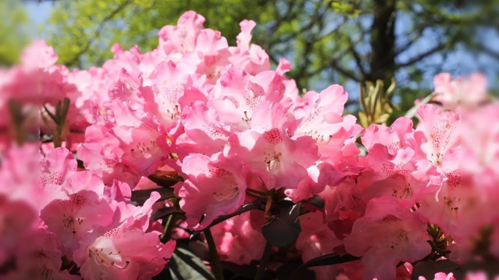 Einen Ausflug zur Rhododendronblüte in den Botanischen Garten bietet das ASZ am 20. Mai an. (Foto: Marlies Schwarzin/ pixelio.de)