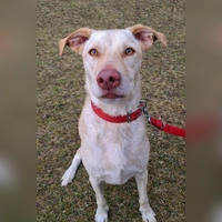 Ichiko ist ein kastrierter Rüde (Mix). (Foto: Tierheim Riem)