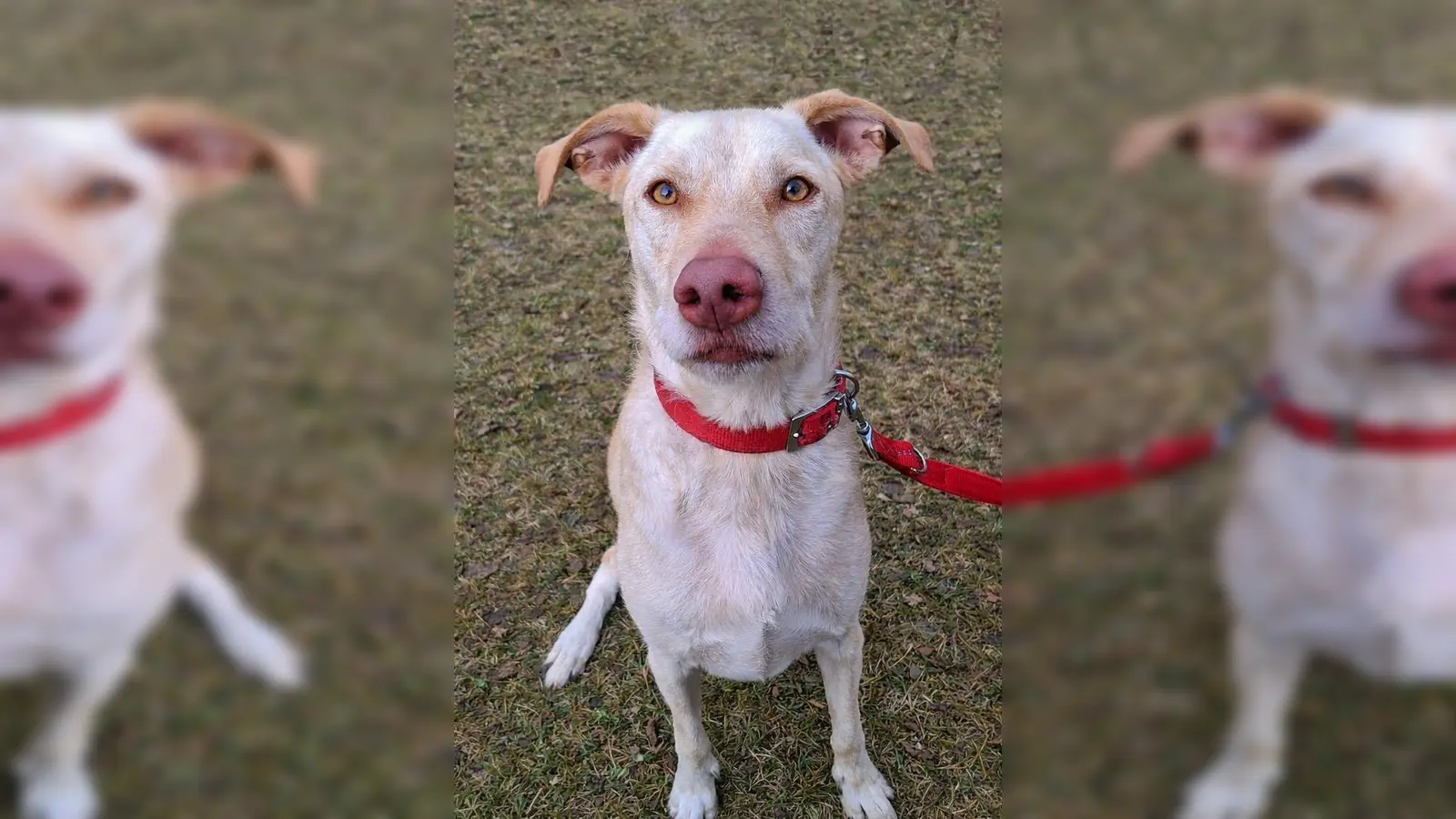 Ichiko ist ein kastrierter Rüde (Mix). (Foto: Tierheim Riem)