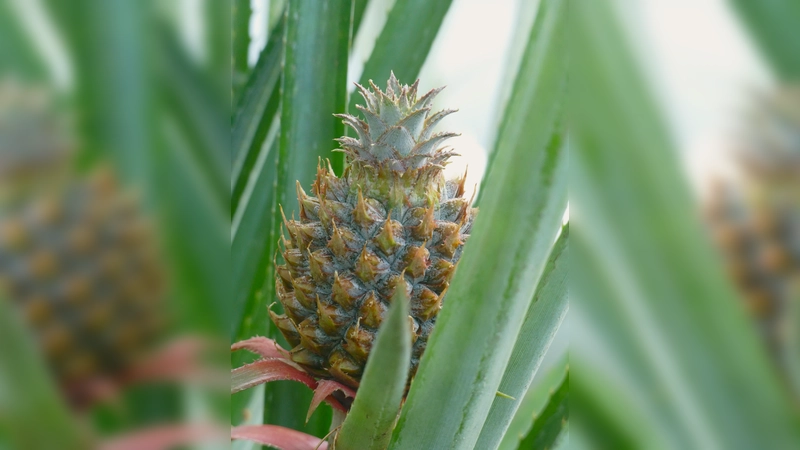 Für viele überraschend: Auch die Ananas zählt zu den sukkulenten Pflanzen. (Foto: Botmuc/Tilmann Lohff )