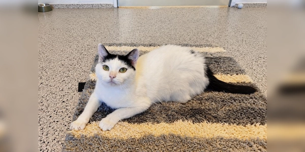 Nala ist eine zutrauliche und menschenbezogene Katze. (Foto: Tierheim Riem)