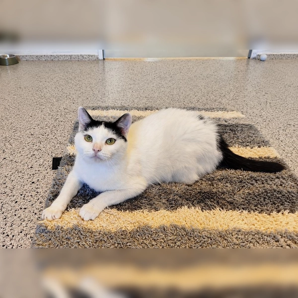 Nala ist eine zutrauliche und menschenbezogene Katze. (Foto: Tierheim Riem)