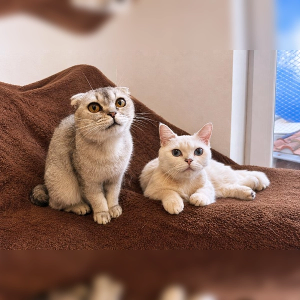 Twingo und Raffaelo sind zwei junge, zutrauliche und menschenbezogene Katzen. (Foto: Tierheim Riem)