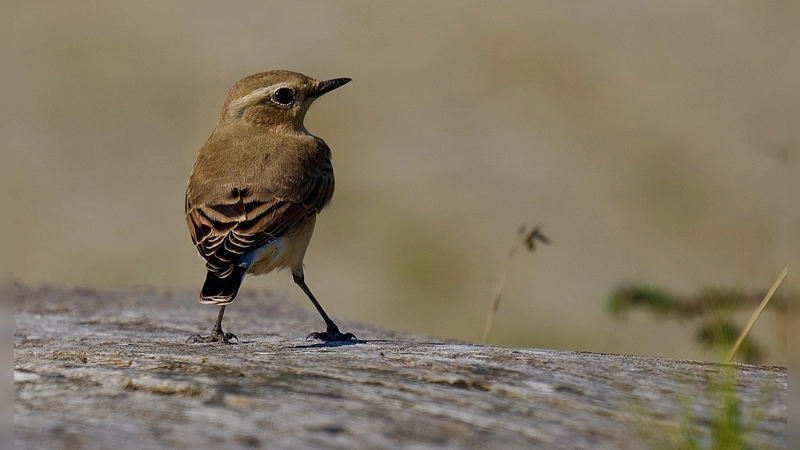 Der Steinschmätzer überwintert südlich der Sahara und ist als Langstrecken-Zugvogel auf Brutmöglichkeiten in Europa angewiesen.  (Foto: Fabian Hertrich)