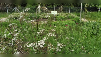 „Auch in einem kleinen Garten kann man etwas für die Natur tun“: So lautet das Motto für den neuen Kreislehrgarten bei Rettenbach (Gemeinde Vierkirchen). (Foto: Landratsamt Dachau)