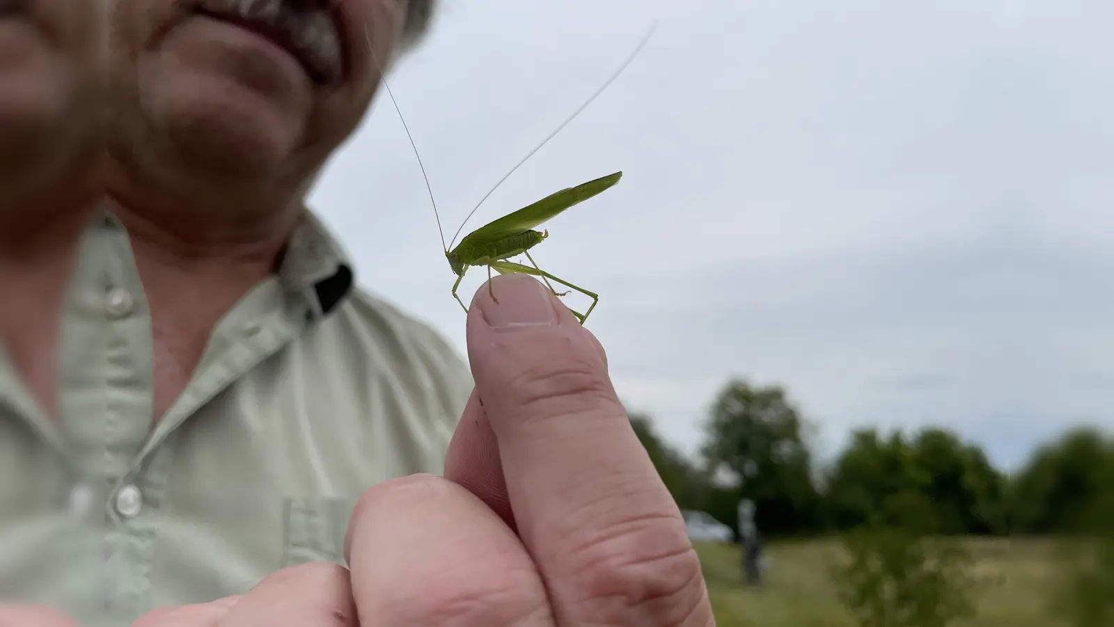 Der Grashüpfer findet auf den naturbelassenen Wiesen der Langwieder Haide ideale Lebensbedingungen. (Foto: pst)