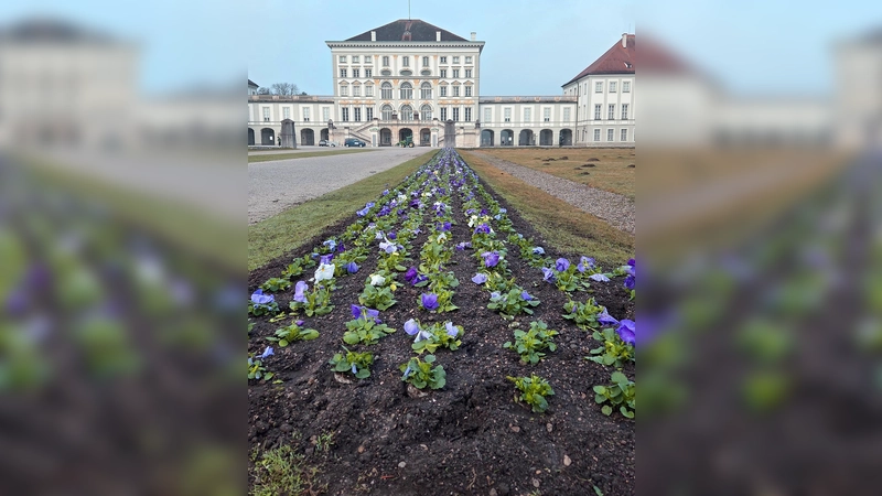Etwa 55.000 Blumensetzlinge aus der Nymphenburger Schlossgärtnerei sind gepflanzt worden.  (Foto: Bayerische Schlösserverwaltung/Manuel Leuthe)