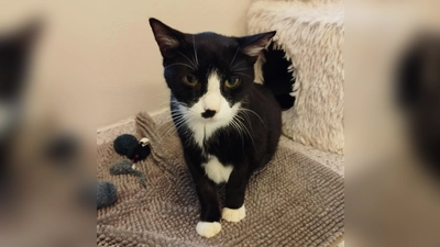 Der Europäisch Kurzhaar-Kater Blacky ist sehr anhänglich und gesprächig. (Foto: Tierheim Riem)