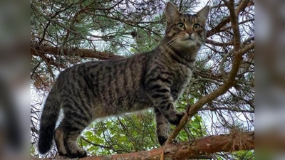 Wer hat Fedi gesehen? (Foto: Kraft)