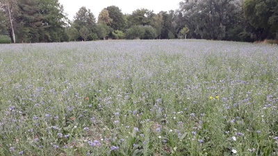 Kornblumen lassen die Streuoblstwiese derzeit in einem sehr hellen Blau erstrahlen. (Foto: Gemeinde Gauting)