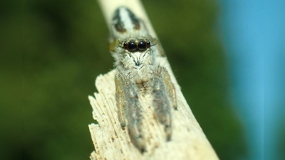 Schilf-Streckspringer tragen seitlich der Frontalaugen jeweils zwei haarähnliche Borsten, die wie lange schwarze Wimpern aussehen.<br> (Foto: Dr. Jörg Müller / Heinz Sielmann Stiftung)