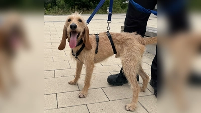 Jagdhund-Mix Kurti. (Foto: Tierheim Riem)