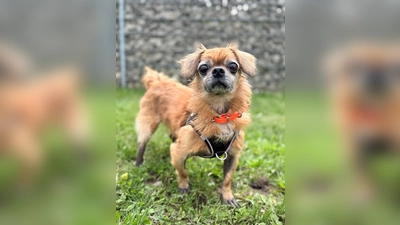 Der Pekinese-Mischling Tobi freut sich über ein Plätzchen, an dem er seinen Lebensabend verbringen darf. (Foto: Tierheim Riem)