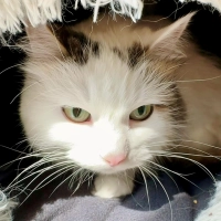 EHK-Ragdoll-Mix-Dame Lilie. (Foto: Tierheim Riem)