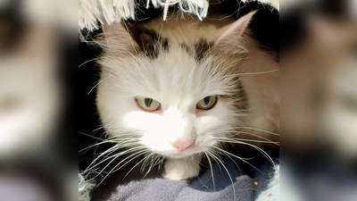 EHK-Ragdoll-Mix-Dame Lilie. (Foto: Tierheim Riem)