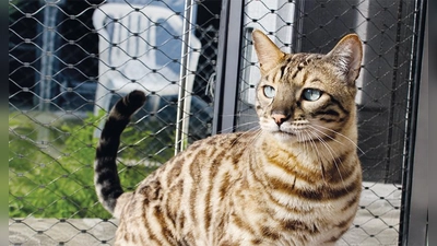 Balou ist sehr temperamentvoll und aktiv. (Foto: Tierheim Riem)
