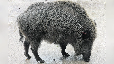 Wildschweine übertragen die Afrikanische Schweinepest. Deshalb gilt es Abstand zu toten Tieren und deren Umgebung zu halten.  (Symbolbild: hw)