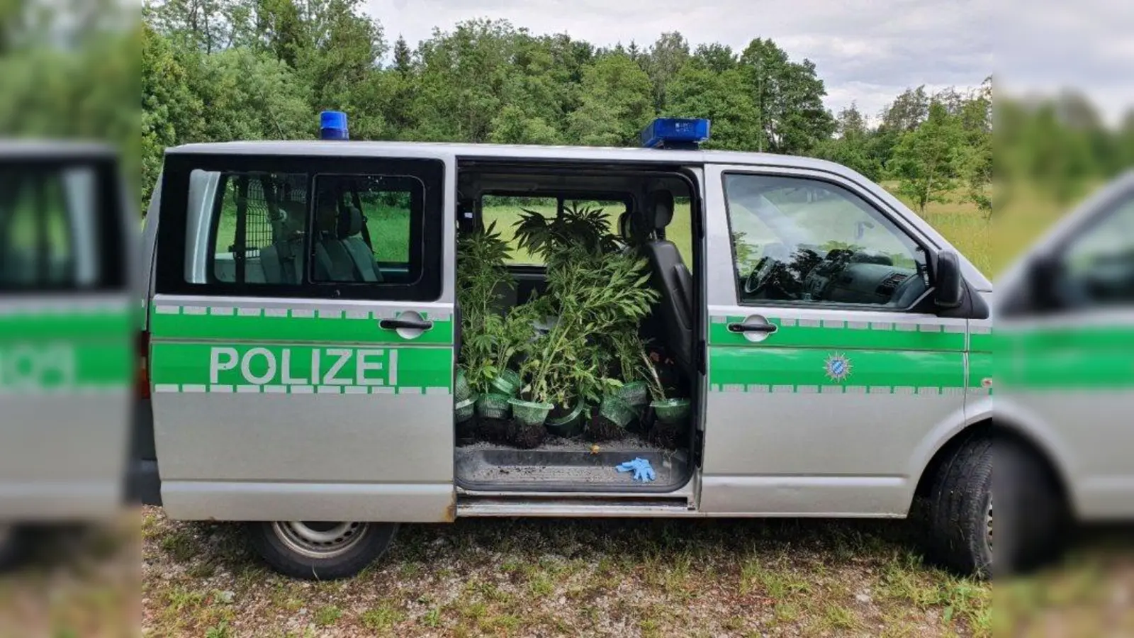 Die gefundenen Marihuanapflanzen wurden mit dem Polizeiwagen abtransportiert. (Foto: PI Herrsching)