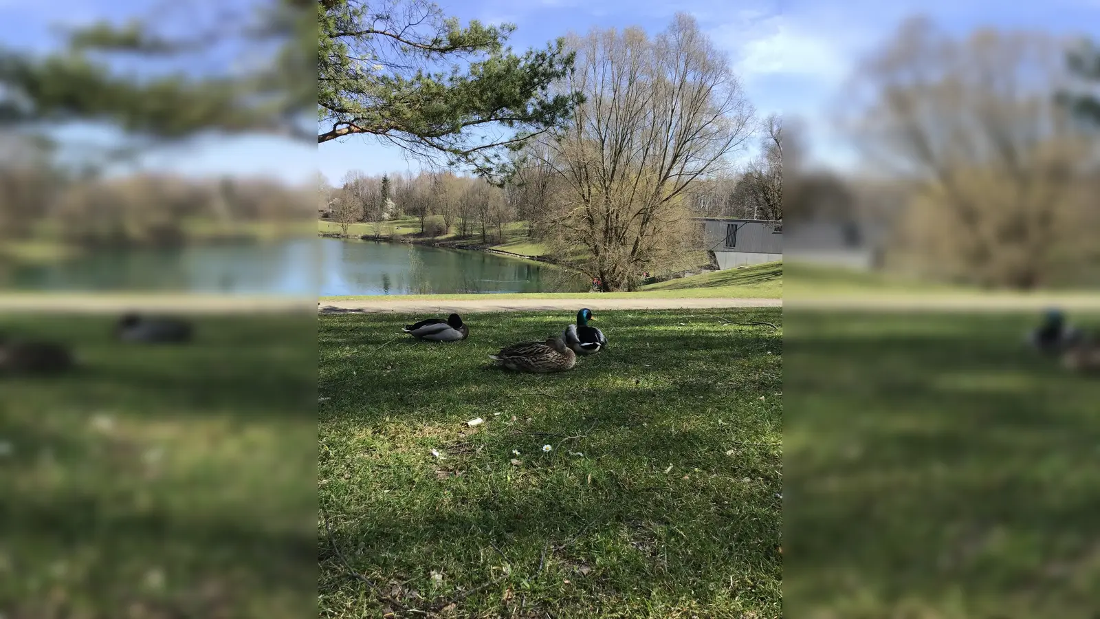 Die Lerchenau hat heute einen See, doch bei ihrer Gründung war vieles anders. (Foto: Daniel Mielcarek)