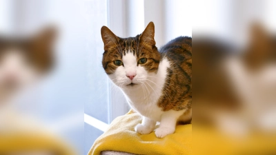 Europäisch Kurzhaar Kater Jerry. (Foto: Tierheim Riem)