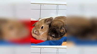 Milli (Widderkaninchen, dunkelbraun) und Vanilla (Widderkaninchen, hellbraun. (Foto: Tierheim Riem)