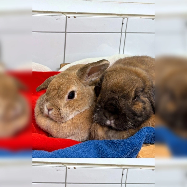 Milli (Widderkaninchen, dunkelbraun) und Vanilla (Widderkaninchen, hellbraun. (Foto: Tierheim Riem)